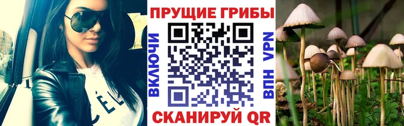 Псилоцибиновые грибы Psilocybine cubensis  мега как войти  Ростов 
